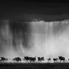 EXODUS