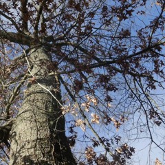 Oak (inspired but the poem by Deb Westbury