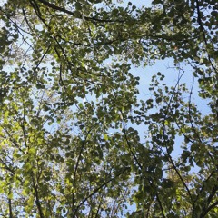 Handpan cool player in lisboa street / alfama / 12-oct-2018