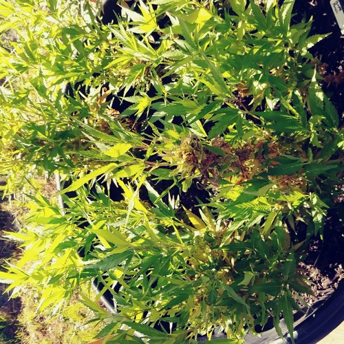 Caught the vapors feat manetane