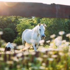 من بنات الريح