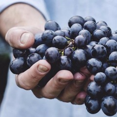 New Wine (equipment test recording)