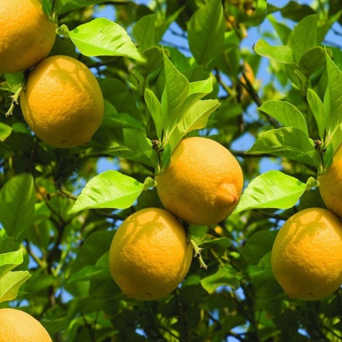 Mediterranean (Lemonboi Drumkit)