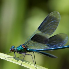 Blue Forest - Dragonfly Dream (https://blueforest9.bandcamp.com/track/dragonfly-dream)