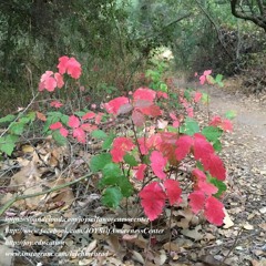 آیا مرغ همسايه شما هم غازه؟" 12 اکتبر 2018"