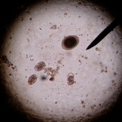 Equine Parasites