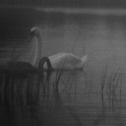 BlackEyedDog- Cover-(second version with room ambience)