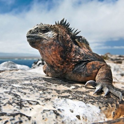 Galapagos