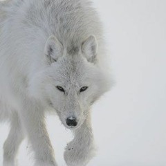 Les Loups Blancs