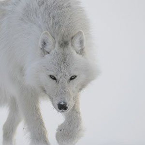 Les Loups Blancs