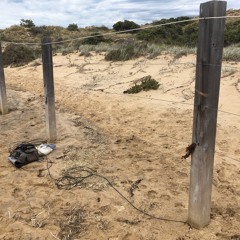 Fenceposts and wires resonating, Port Noarlunga - Oct 2018