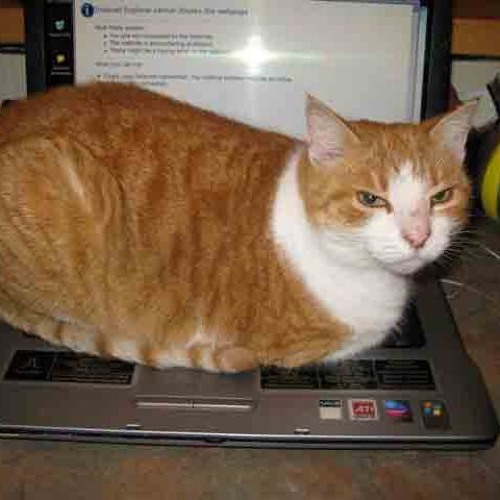 Internet Girl