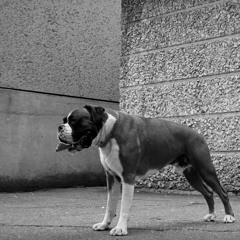Trettmann - "Grauer Beton"  (steve sampling rmx)