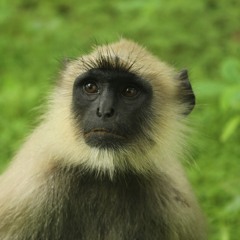 Projekt Asche zu Staub (Babylon Berlin Remix)