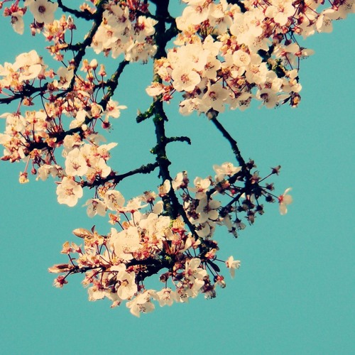 Complacent [ft. sadboyprolific]