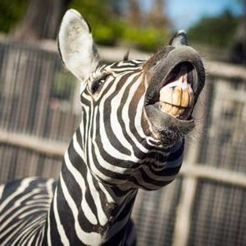 Zebra {Ft. Umaga the Rapper and Randy Acid}