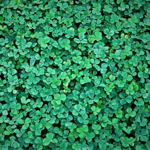 Clover