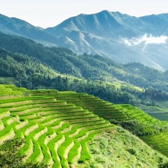 Pikir keri-nella karisma