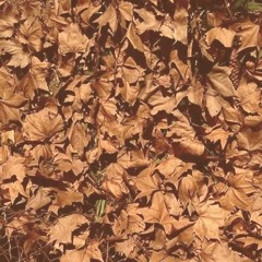 latifoliada (zailev & sibum)
