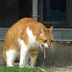 Riffs Purification Par L'atome