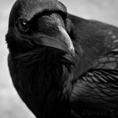 Equinox - Crow