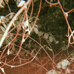 Foliage