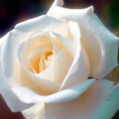 White Rose