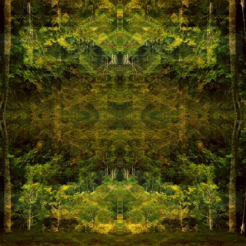 Eucalyptus