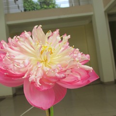 Phút Hồi Tâm dành cho bạn trẻ bận rộn