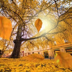 Bologna - Fall Season 2018