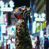 6ix9ine Ft Bobby Shmurda ~ Stoopid Mp3