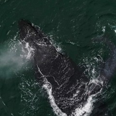 Parley SnotBot – Humpback whale recorded off the coast of Gabon