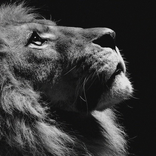 Stream Strong Like A Lion (Mix2018) by Lauterkrach | Listen online