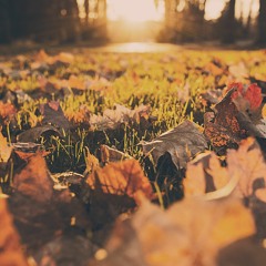 Autumn Blues - w. Roger/B-Train