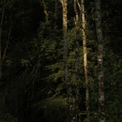 Lament