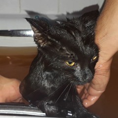 Guistar -Meow Meow Hip Hop