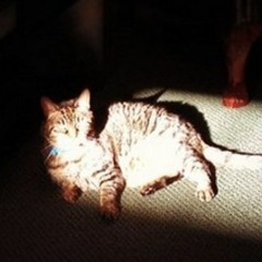 That Warm Square of Light on the Floor(That Your Cat Lays On)