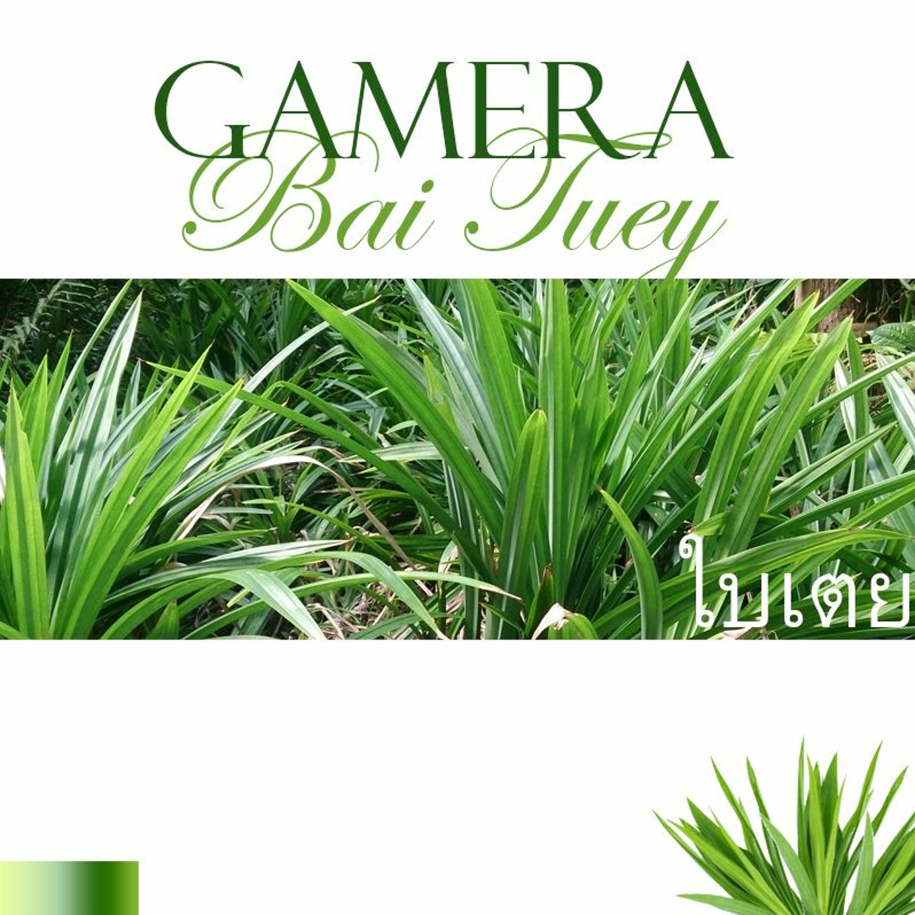 GAMERA aka GMRA