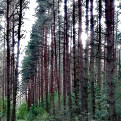 1. Amazing Forest (piano composition) - birgitjakitarr