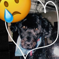 fluff pup - rckt wrck [HS028]