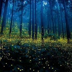Luna Fireflies