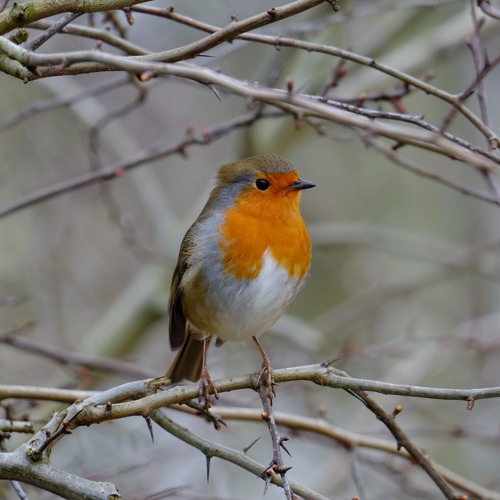 Robin Singing In The Rain - Glendalough, Wicklow, Ireland