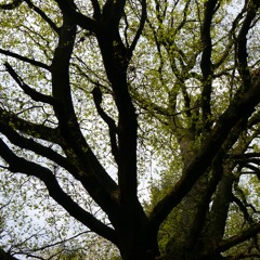 Come to Hambach Forest