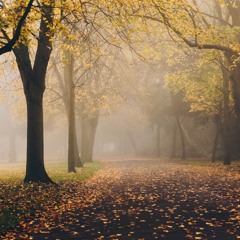 Autumn Fog