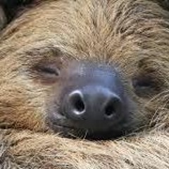 Don't Wake This Sloth