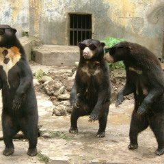 Amon Tobin Eskmo - Slowly San The Francisco