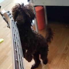 Organised Sound - The Dog (Redman Acapella)