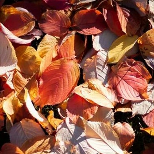 نور الشمس "يحى علاء "