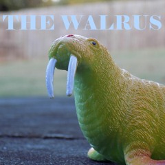 Walrus
