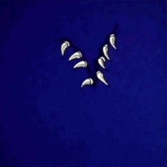 MIDNIGHT FT. ISH COUTURE (PROD. TRVCY TVRNER)